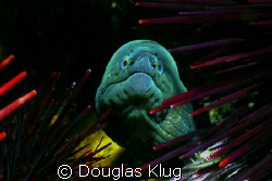 Tiny Teeth. This "thumb sized" juvenile Moray Eel hides b... by Douglas Klug 